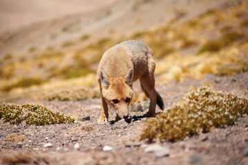 Fototapeta premium Close encounter with the culpeo (Lycalopex culpaeus) or Andean fox looking into the lens, in its typical territory of the altiplanic landscape in the Siloli desert in the Chilean Andean Fauna Nation