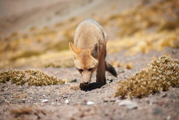 Fototapeta premium Close encounter with the culpeo (Lycalopex culpaeus) or Andean fox looking into the lens, in its typical territory of the altiplanic landscape in the Siloli desert in the Chilean Andean Fauna Nation