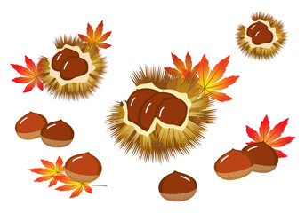 Chestnut, a representative autumn fruit in Korea, 한국의  대표적인 가을과실인 밤과 알밤송이들