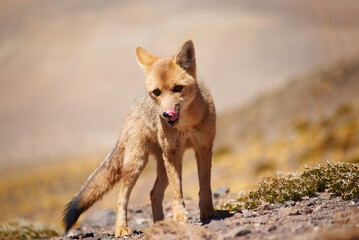 Close encounter with the culpeo (Lycalopex culpaeus) or Andean fox looking into the lens, in its typical territory of the altiplanic landscape in the Siloli desert in the Chilean Andean Fauna Nation