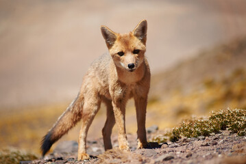 Close encounter with the culpeo (Lycalopex culpaeus) or Andean fox looking into the lens, in its typical territory of the altiplanic landscape in the Siloli desert in the Chilean Andean Fauna Nation