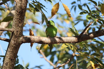 Macaw