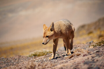 Close encounter with the culpeo (Lycalopex culpaeus) or Andean fox looking into the lens, in its...