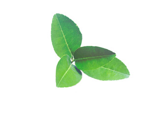 fresh green leaves of lime