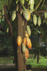 Green  cocoa pods  hang on tree trunk