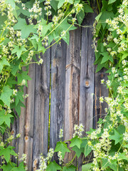 Hop twig frame over old wooden fence background. Vintage style. Beer production ingredient.
