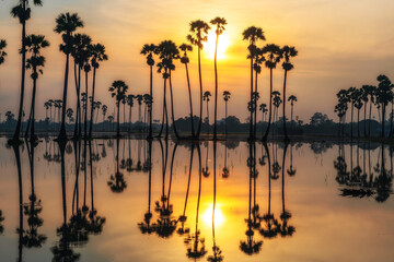 Silhouette sugar palm trees with colorful sunrise reflection on pond
