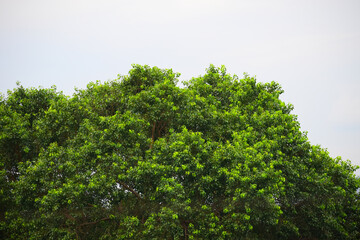 green tree branches