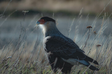 curious and imposing eagle falco peregrinus bird with a rock on their beak on the edge of a...