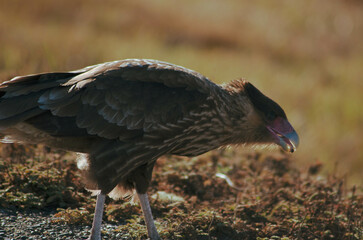 curious and imposing eagle falco peregrinus bird with a rock on their beak on the edge of a grassland