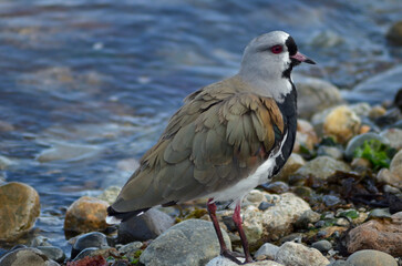 beautiful and peaceful queltehue bird at the water's edge with its rainbow plumage demonstrating its beauty and imposingness with its red gaze