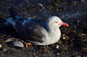 seagull on a beach with a imposing and penetrant looking 