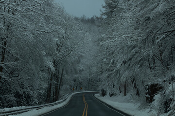 Snow covered trees along the road