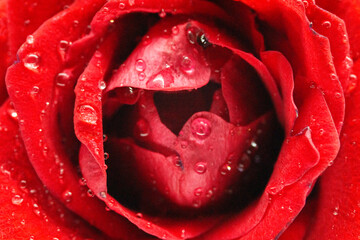 Flor. Rosa roja. Gotas.