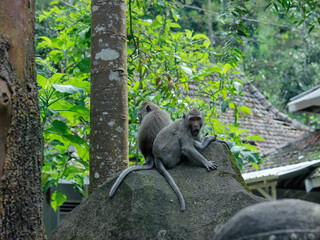 Two monkey with long tail or Macaca fascicularis on Top of Big Rock, Long Tail Monkey