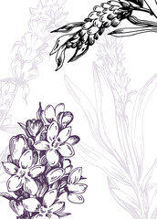 Set of Abstract Lavender Hand Painted Illustrations for Wall Decoration, minimalist flower in sketch style. Postcard, Social Media Banner, Brochure Cover Design Background. Modern Abstract Painting Ar