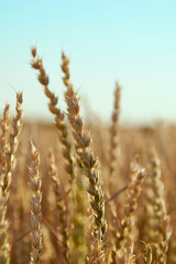 ripe wheat in the field
