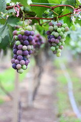 grapes on vine