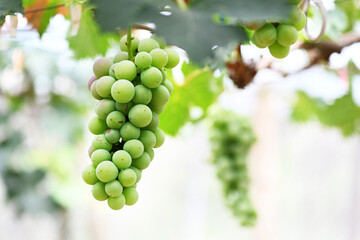 bunch of grapes
