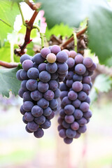 red grapes on vine