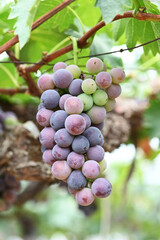 grapes on vine
