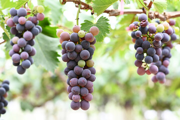 bunch of grapes on vine