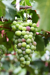 grapes on vine