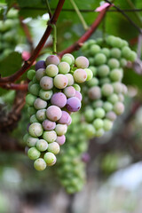 grapes on vine