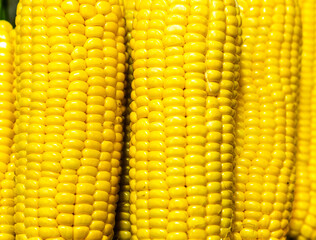 fresh sweet corns on the market 