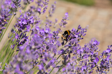 striped bumblebees and bees collect nectar and pollinate purple lavender flowers