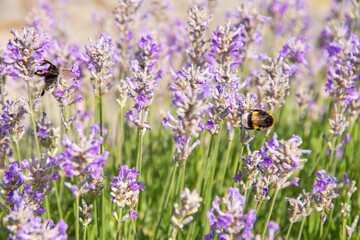 striped bumblebees and bees collect nectar and pollinate purple lavender flowers