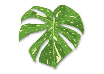 Leaf of Monstera Deliciosa Thai Constellation vector illustration © shark749