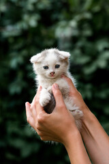 Little cute kitten in hands