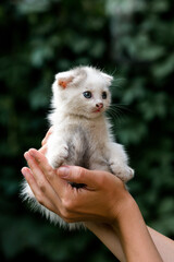 Little cute kitten in hands