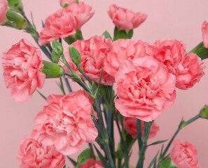 Bouquet of pink bush carnations on a pink background - 521751828
