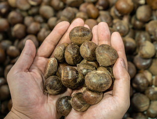 hands holding a handful of chestnuts