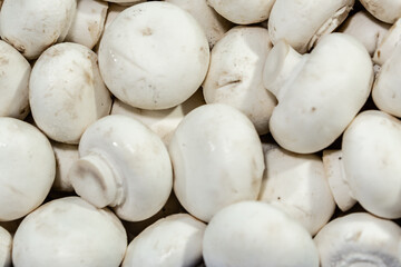 close-up of many fresh white mushrooms