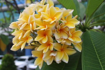 frangipani flower in landscape garden