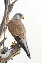 Australian Kestrel in Northern Territory of Australia