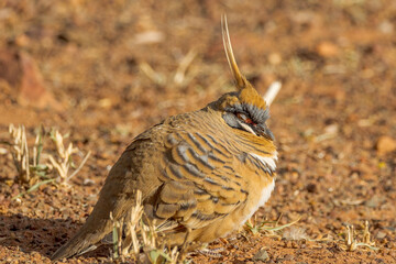 Spinifex Pigeon in Northern Territory of Australia