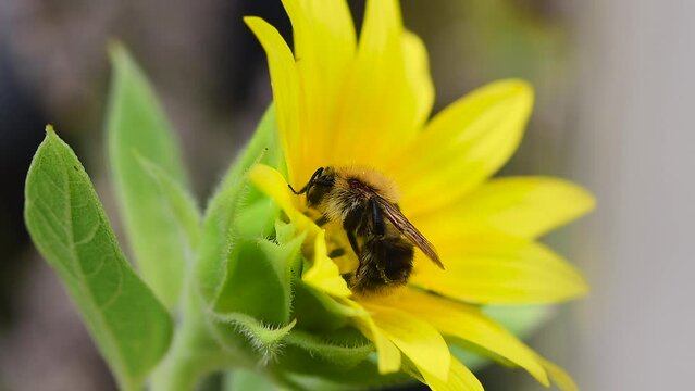 Funny bee dancing on sunflower drinking nectar
