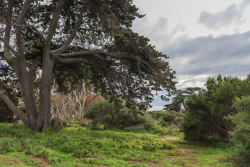 landscape with trees and sunlight between storm clouds