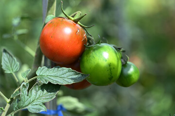 cherry tomatoes on the vine