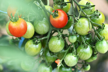 cherry tomatoes on the vine