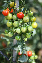 cherry tomatoes on the vine