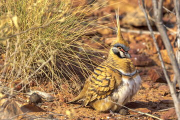 Spinifex Pigeon in Northern Territory of Australia