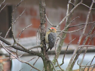 Red-crowned woodpecker on the branch