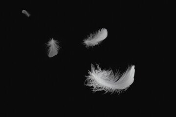 White Bird Feathers Floating in The Dark. Swan Feathers on Black Background.	