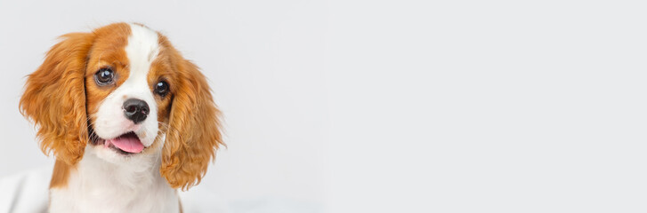 Portret Puppy cavalier king charles spaniel