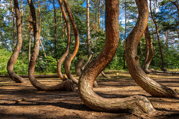 krumme kiefern im wald